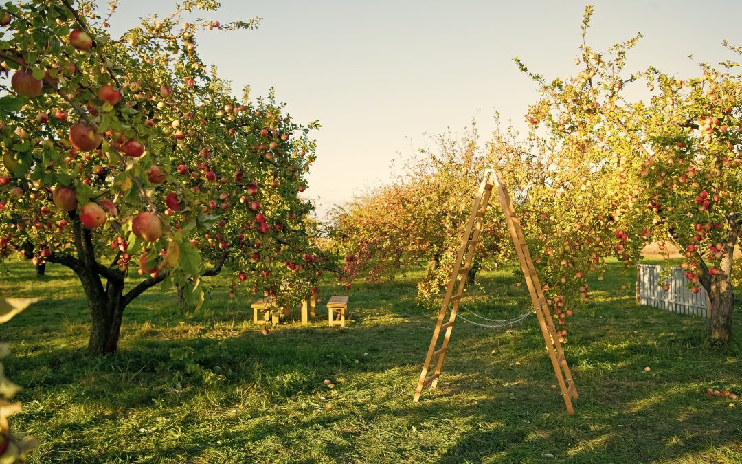 Apfelsaft-Saison beendet
